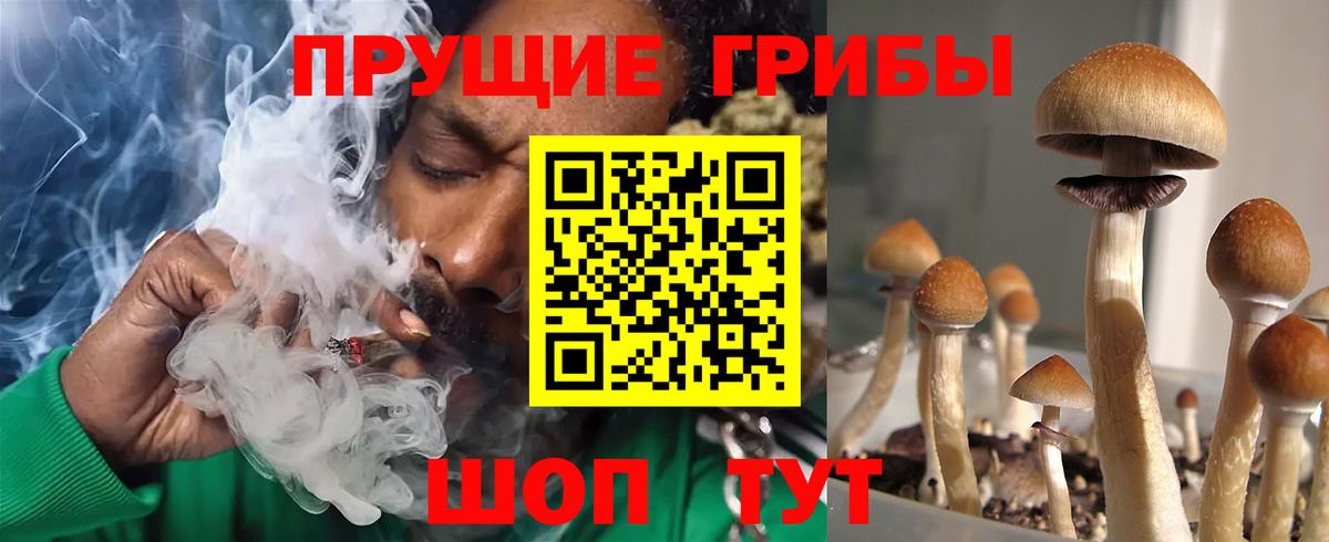 Галлюциногенные грибы Psilocybe Кириши